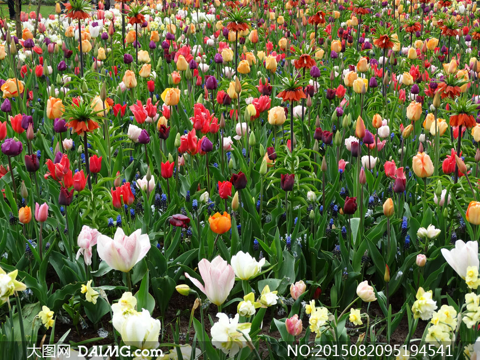 五颜六色盛开的花朵等摄影高清图片 - 大图网设