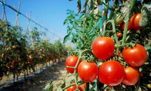 果園里掛滿架子的番茄攝影高清圖片