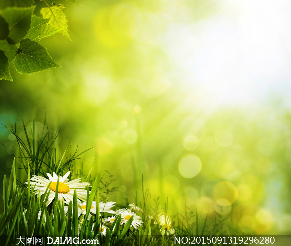春天绿叶与非洲菊花草摄影高清图片 大图网设计