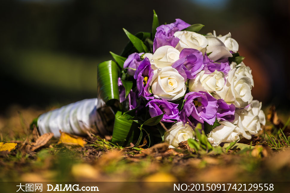 紫色与白色搭配的花束摄影高清图片