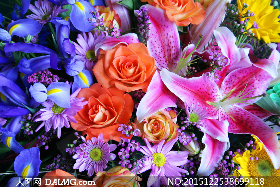 色彩艳丽的百合鲜花等摄影高清图片