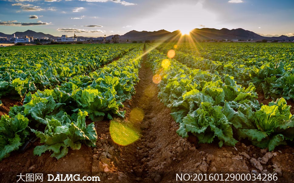 有机蔬菜农场朝阳景色摄影图片 - 大图网设计素