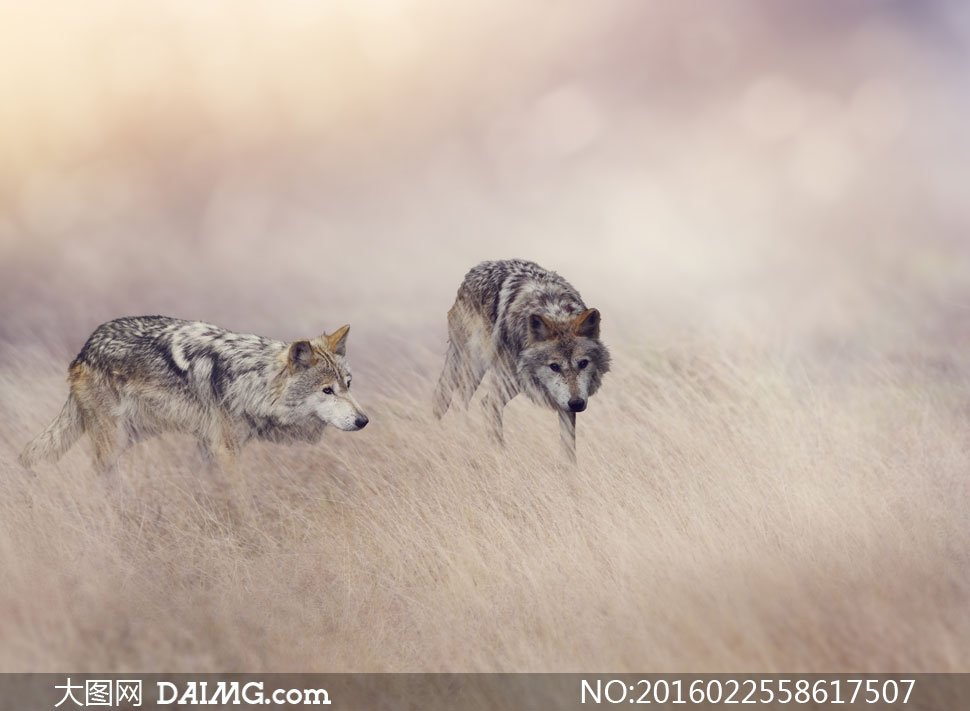 在草丛中四处游荡的狼摄影高清图片 - 大图网设
