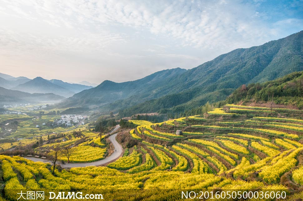 婺源美丽的梯田油菜花摄影图片