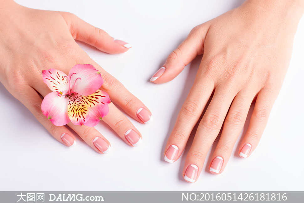 粉红色百合花与一双手摄影高清图片