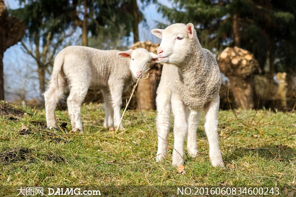 在草地上的两只小绵羊摄影高清图片 - 大图网设计素材下载