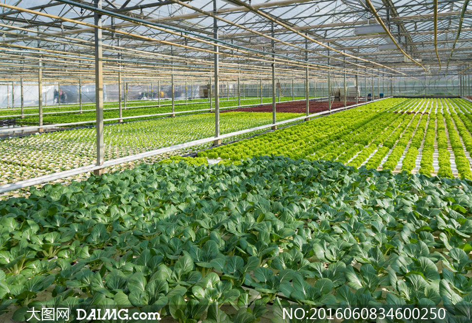 大棚温室内的蔬菜种植摄影高清图片 - 大图网设