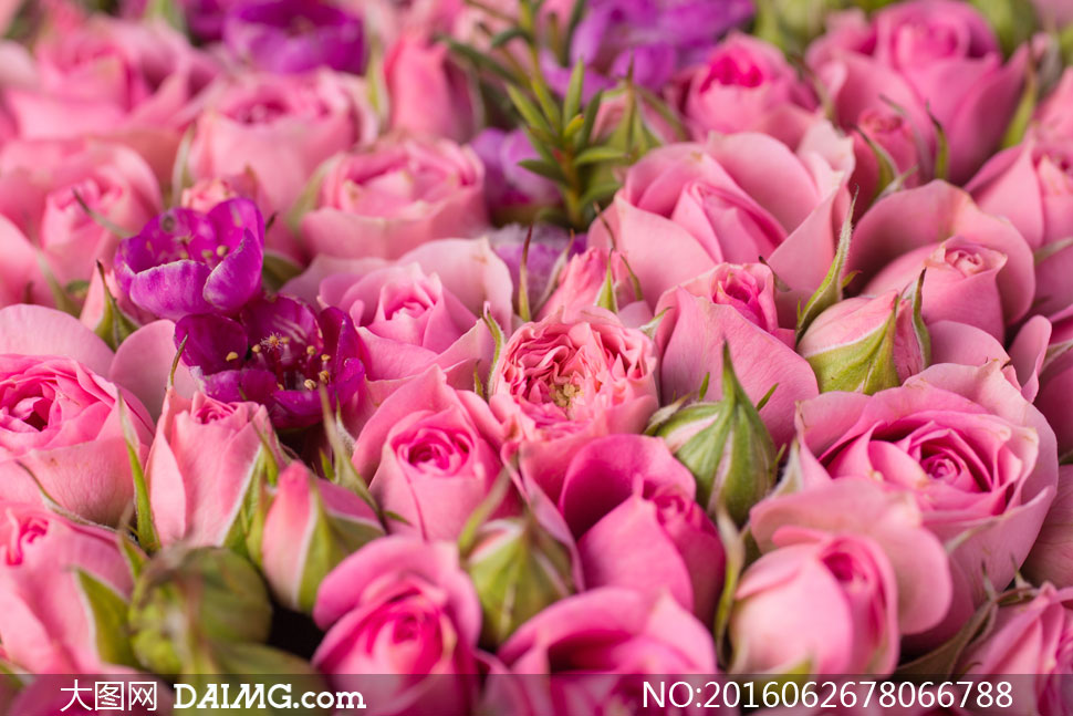 粉红色玫瑰花微距近景摄影高清图片