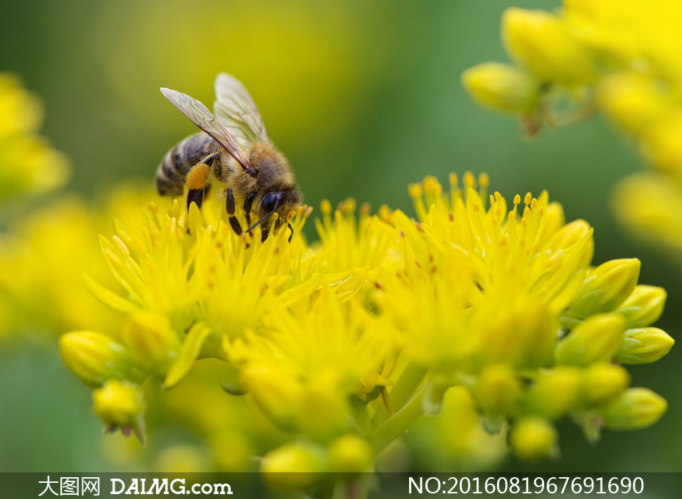 在采蜜的蜜蜂微距特写摄影高清图片