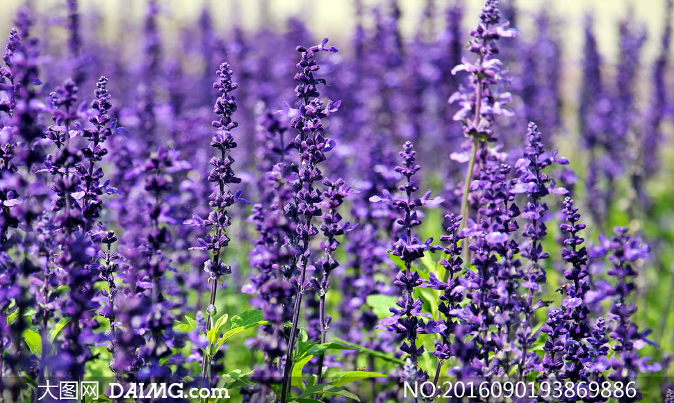 在花田里的紫色薰衣草摄影高清图片