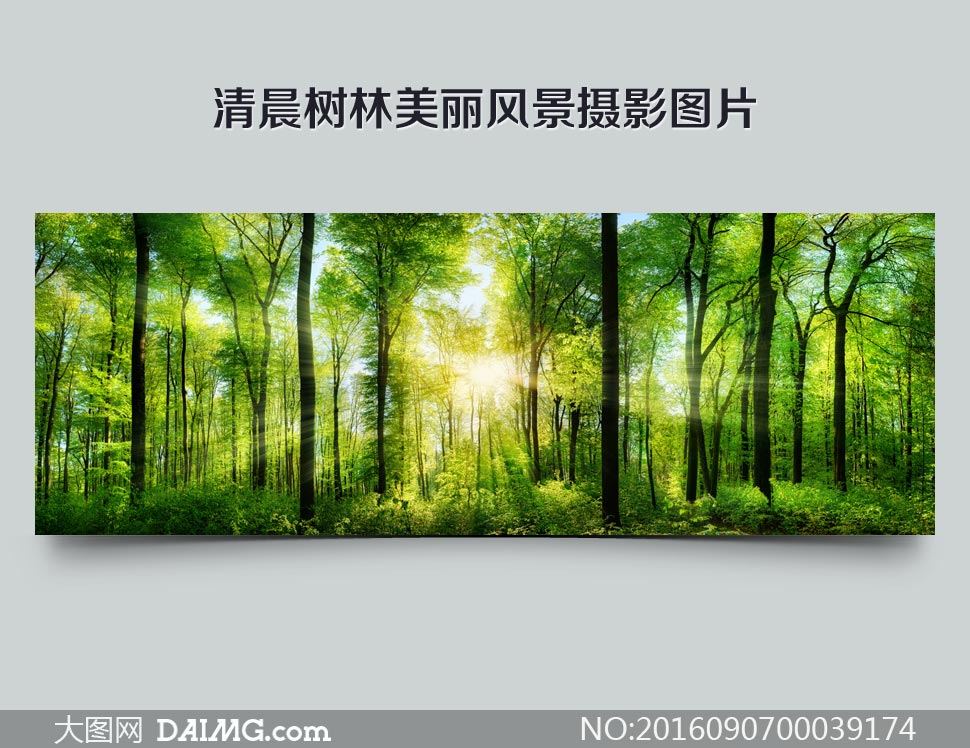 清晨树林美丽风景摄影图片