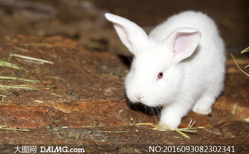 通体白色的红眼睛兔子摄影高清图片 - 大图网设