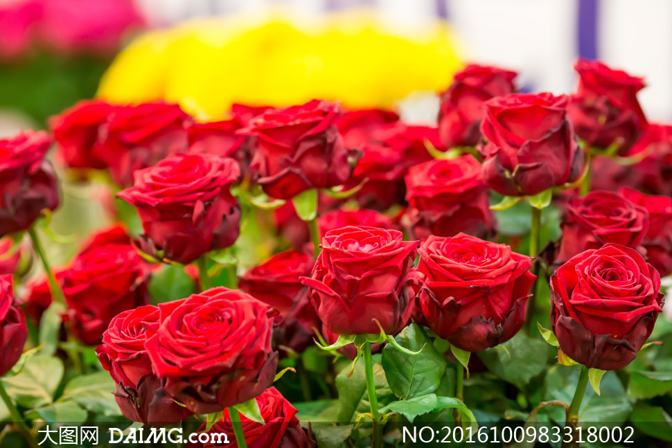 鲜艳红色玫瑰花卉植物摄影高清图片