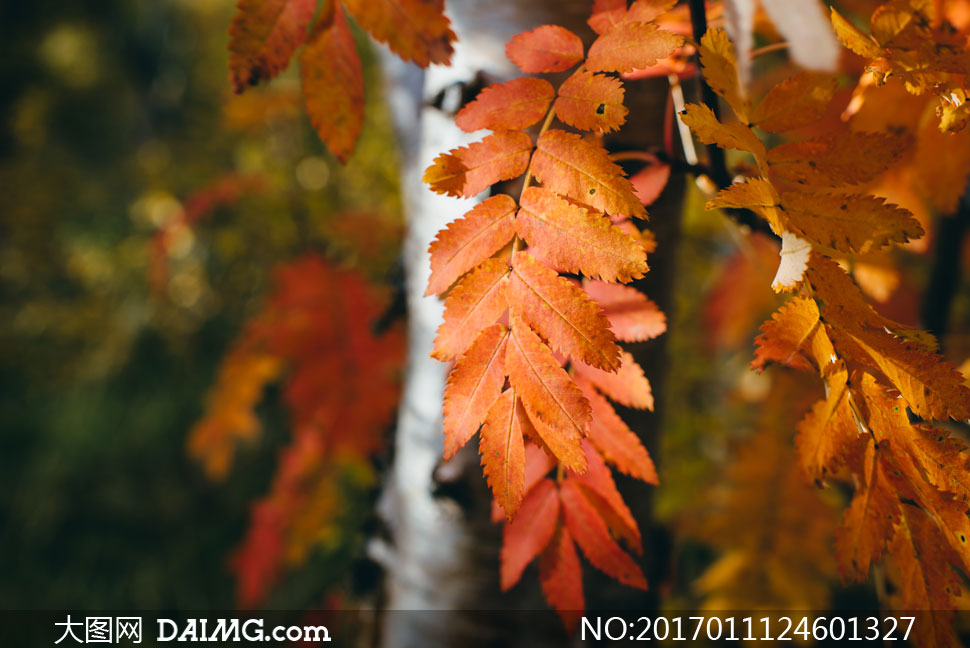 秋天树林里红色的树叶摄影高清图片
