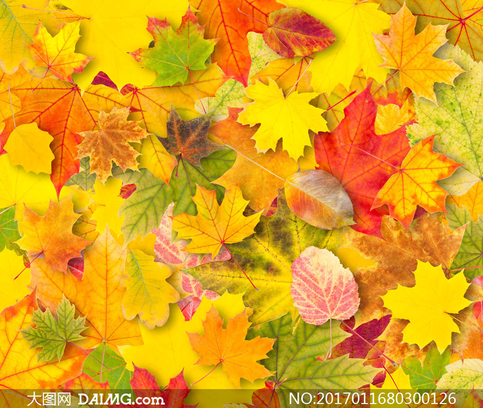 秋天发黄的树叶等背景摄影高清图片 - 大图网设计素材下载