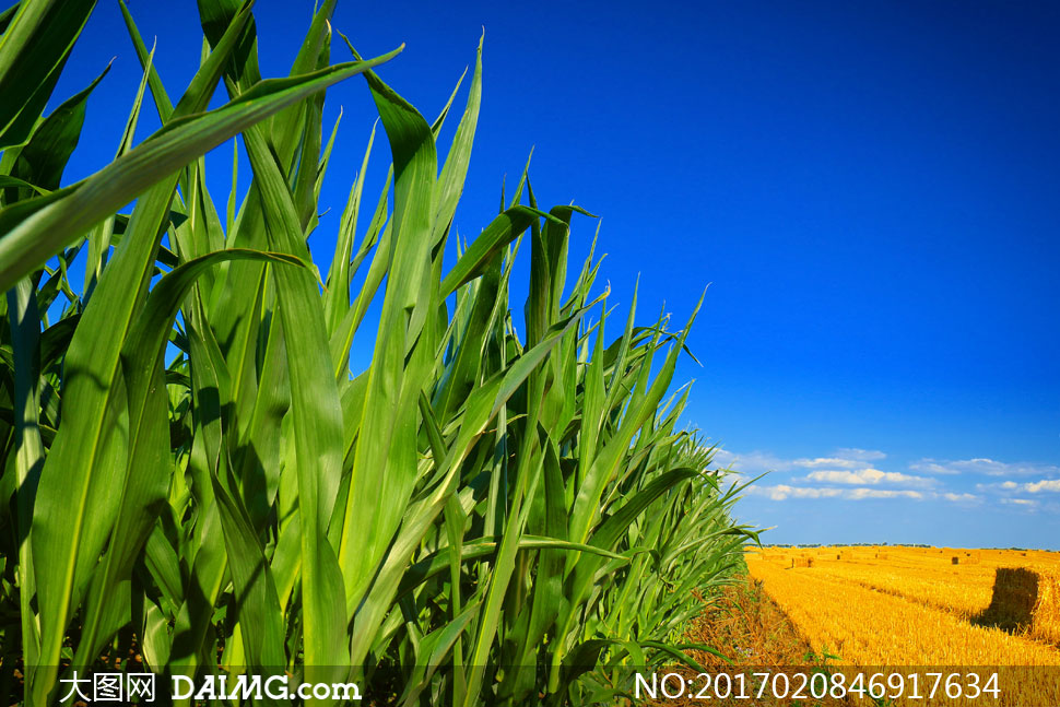 蓝天白云玉米地农作物摄影高清图片