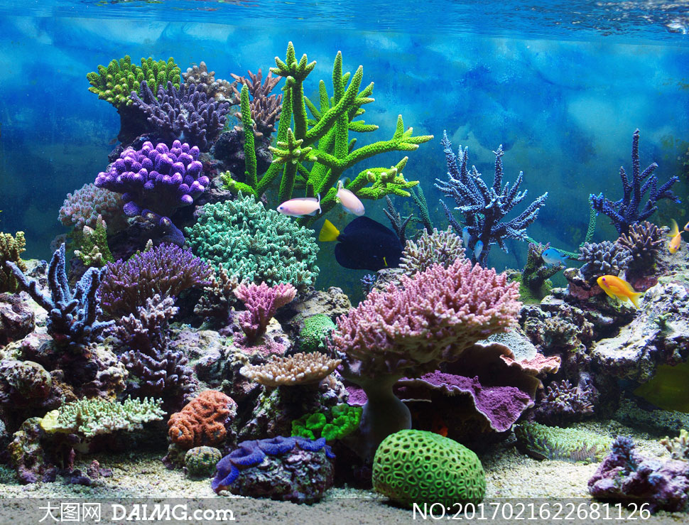 水下珊瑚礁与海洋生物摄影高清图片