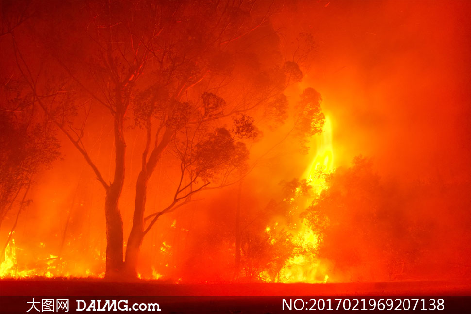 渐渐被大火吞噬的树林摄影高清图片