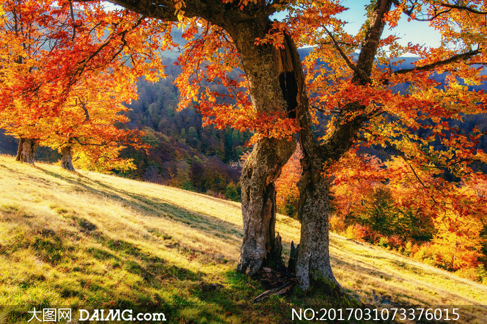 秋天满是红色树叶的树摄影高清图片