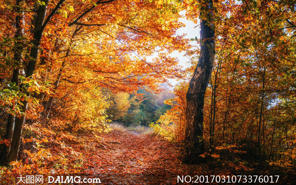 秋天树木与林间的小路风光摄影图片