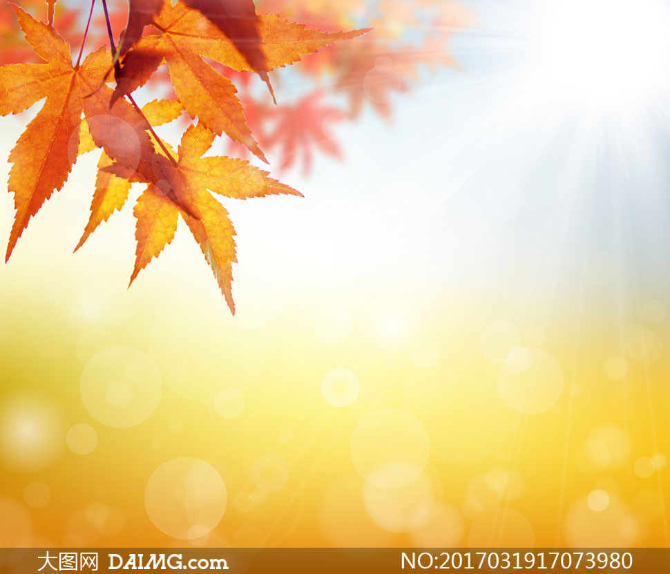 朦胧光斑与秋天的树叶特写高清图片 - 大图网设计素材下载