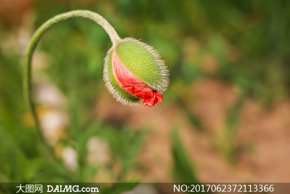 含苞待放的罂粟花特写摄影高清图片