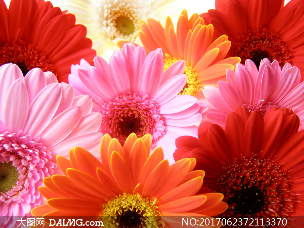 色彩鲜艳花朵近景特写摄影高清图片