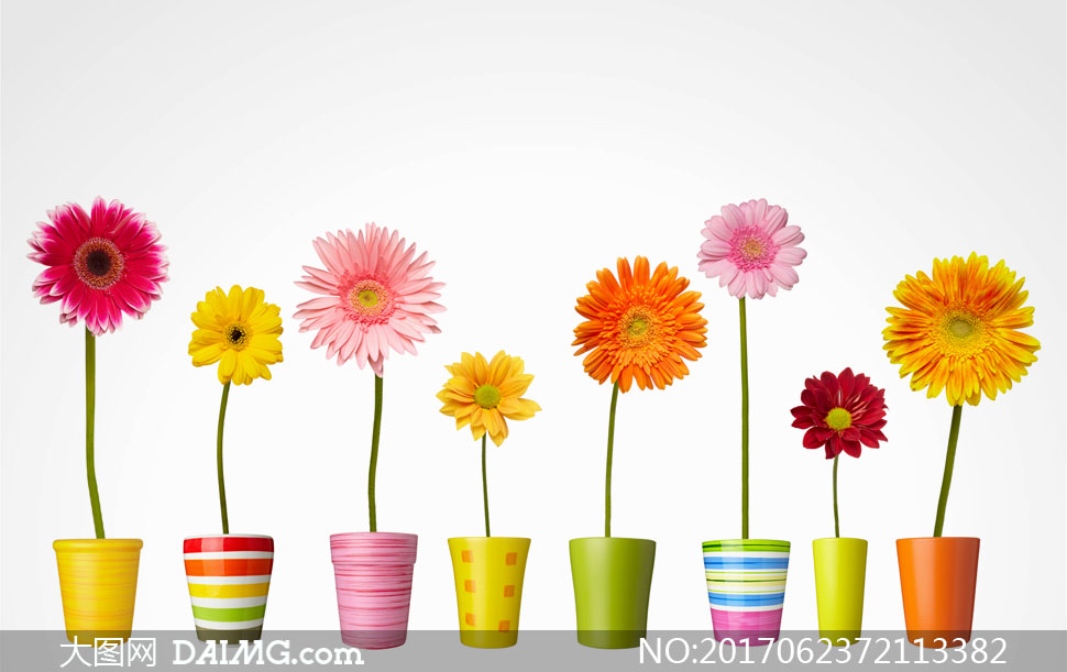 不同颜色花盆里的菊花摄影高清图片 - 大图网设
