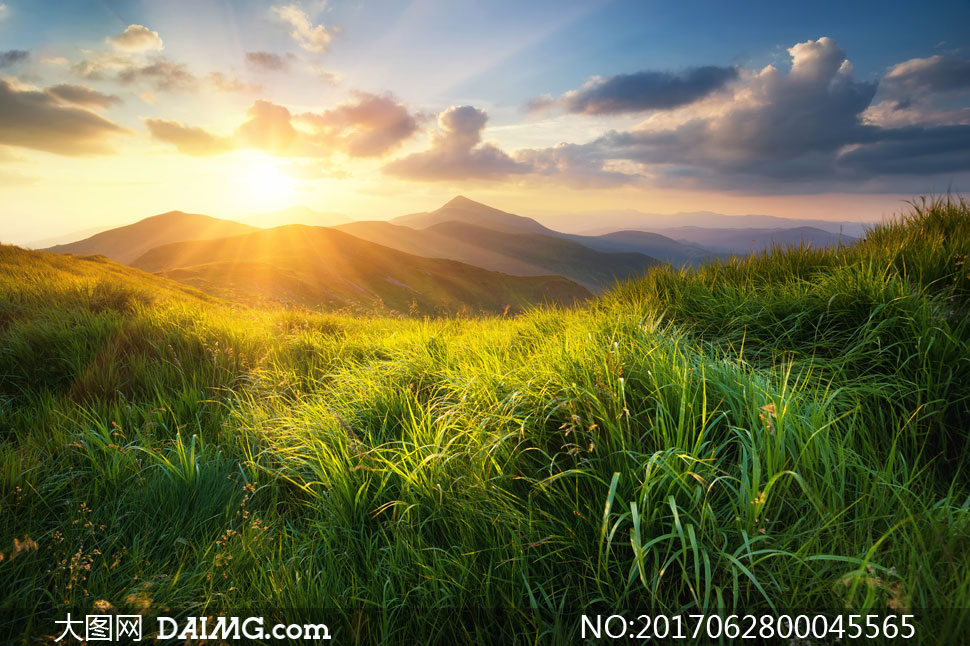 早晨阳光下山顶草丛美景摄影图片