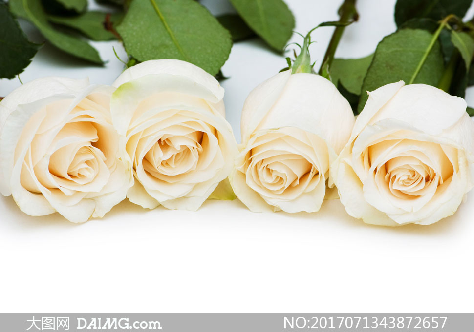 并排摆放的白玫瑰花朵摄影高清图片 - 大图网设