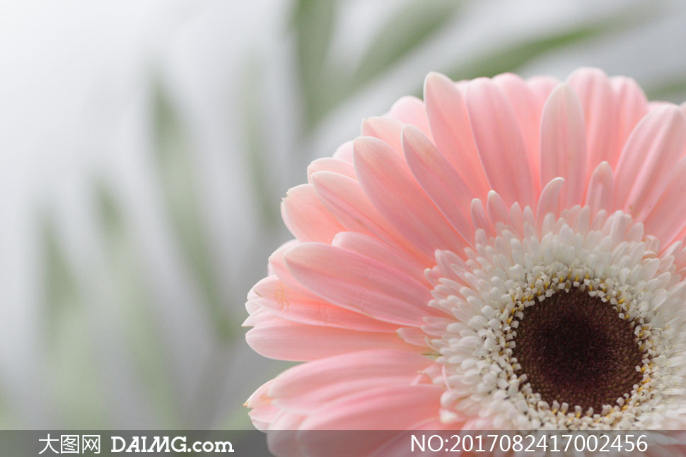 粉红色非洲菊近景特写摄影高清图片 - 大图网设计素材下载