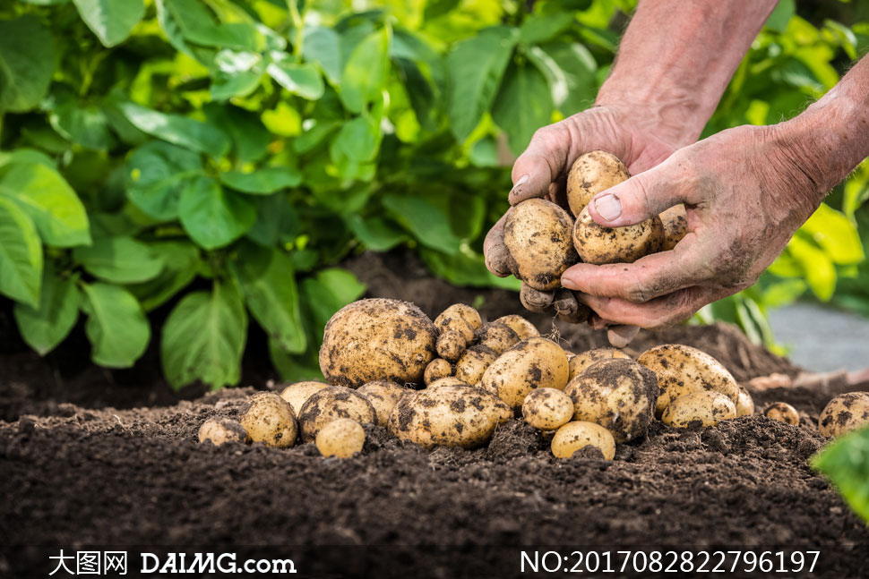 刚从地里挖出来的土豆摄影高清图片
