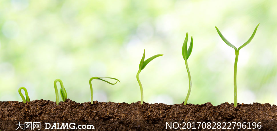 展示植物幼苗生长过程效果高清图片