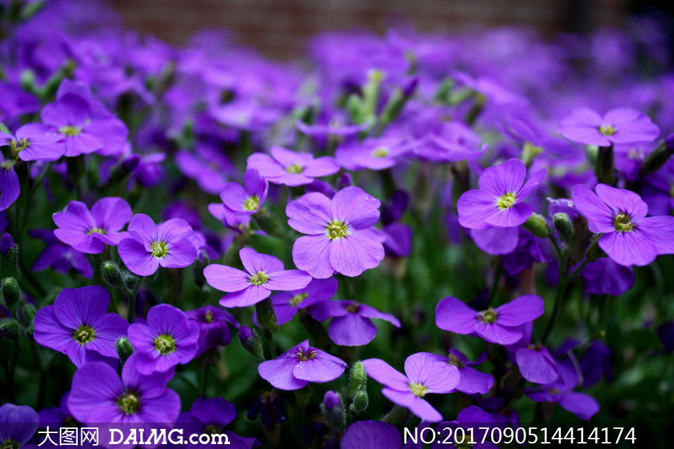 紫颜色的花卉植物特写摄影高清图片