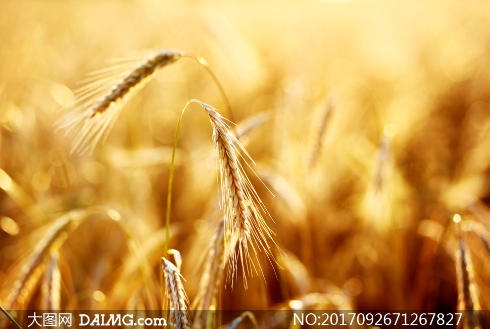 庄稼地里成熟的小麦穗特写高清图片