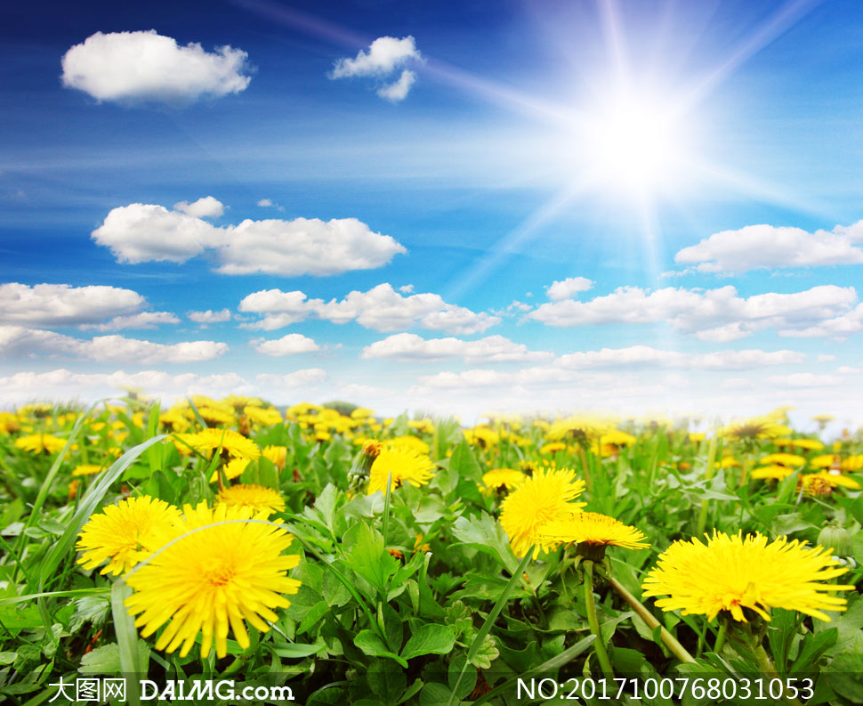 黄花与空中的朵朵白云摄影高清图片_大图网图片素材