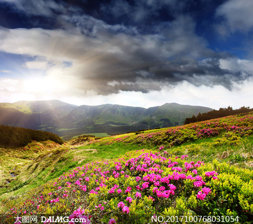 山坡上的鲜艳花草风光摄影高清图片
