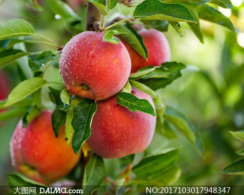 成熟的红苹果近景特写摄影高清图片