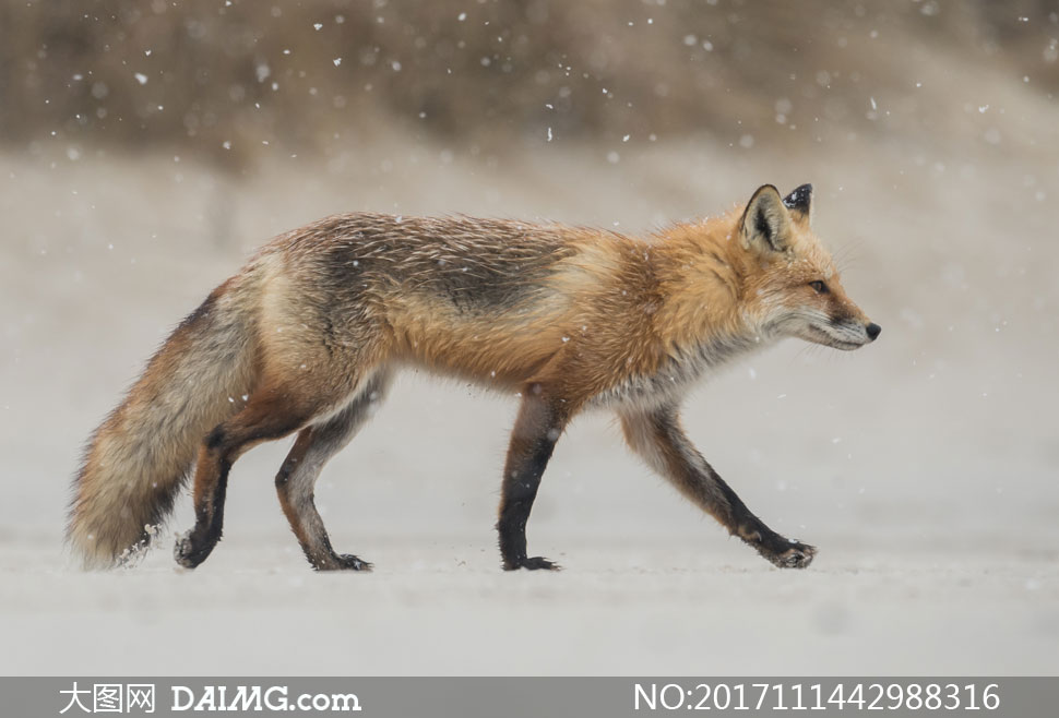 冬天雪地上行走的狐狸摄影高清图片 - 大图网设