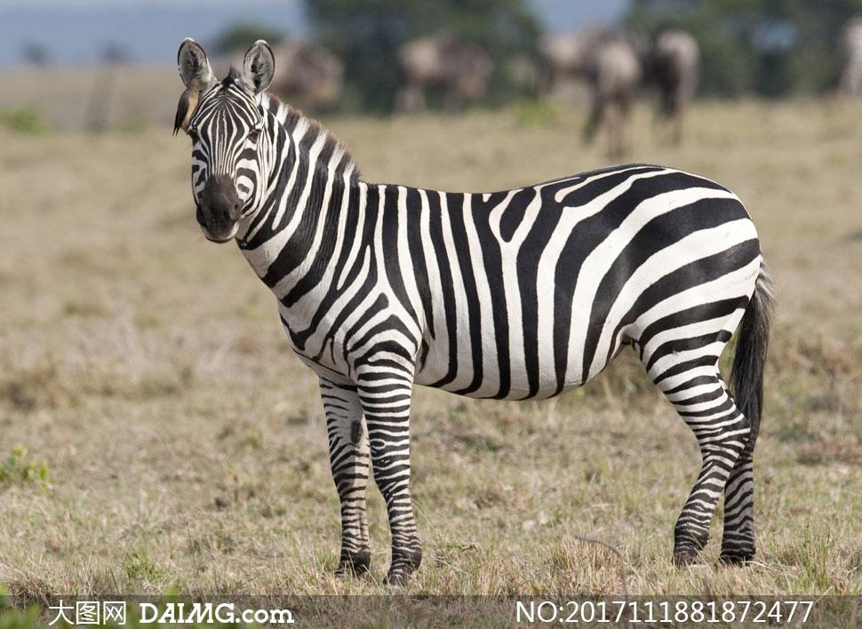 摄影动物非洲斑马草丛草地近景特写微距 注意事项: 大图网所有作品均