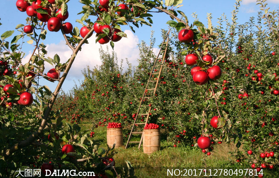 收获季节的苹果园风光摄影高清图片 - 大图网设