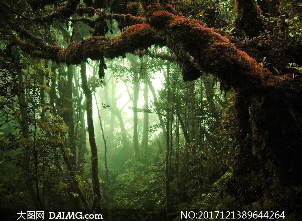 神秘气息原始森林风景摄影高清图片