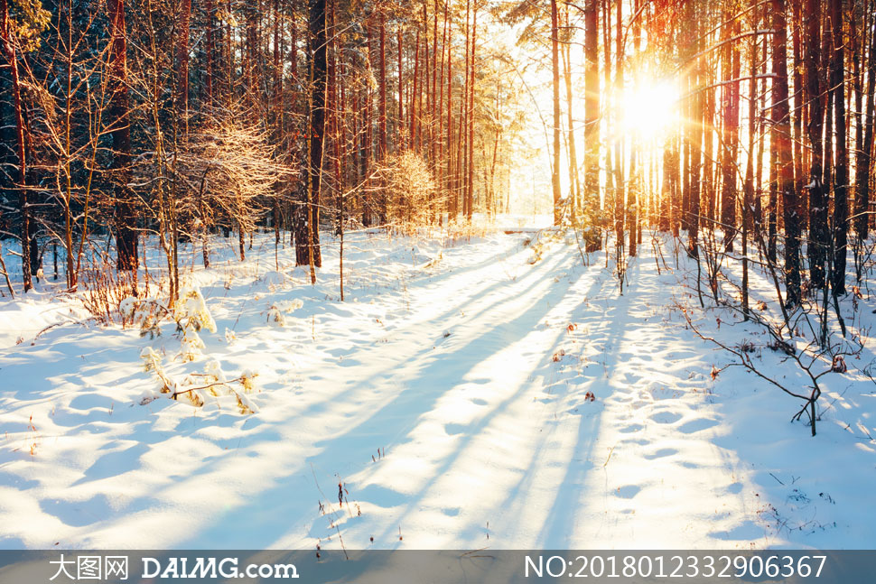 耀眼阳光下的树林雪景摄影高清图片