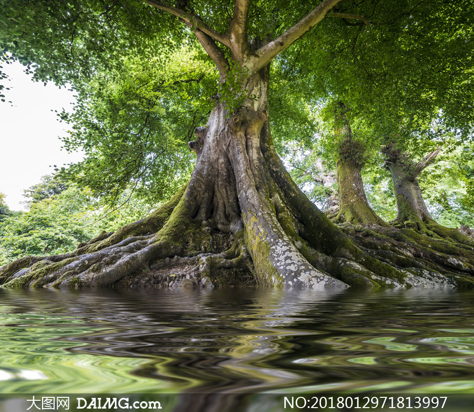 在河边的大树自然风光摄影高清图片
