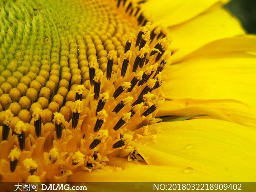 向日葵的花蕊微距特写摄影高清图片