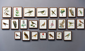 掛在墻上的多幅花鳥裝飾畫高清圖片