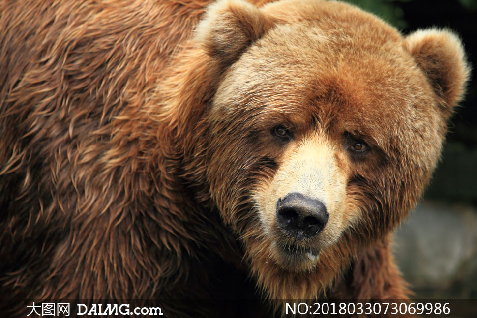 一双小眼睛的棕熊特写摄影高清图片