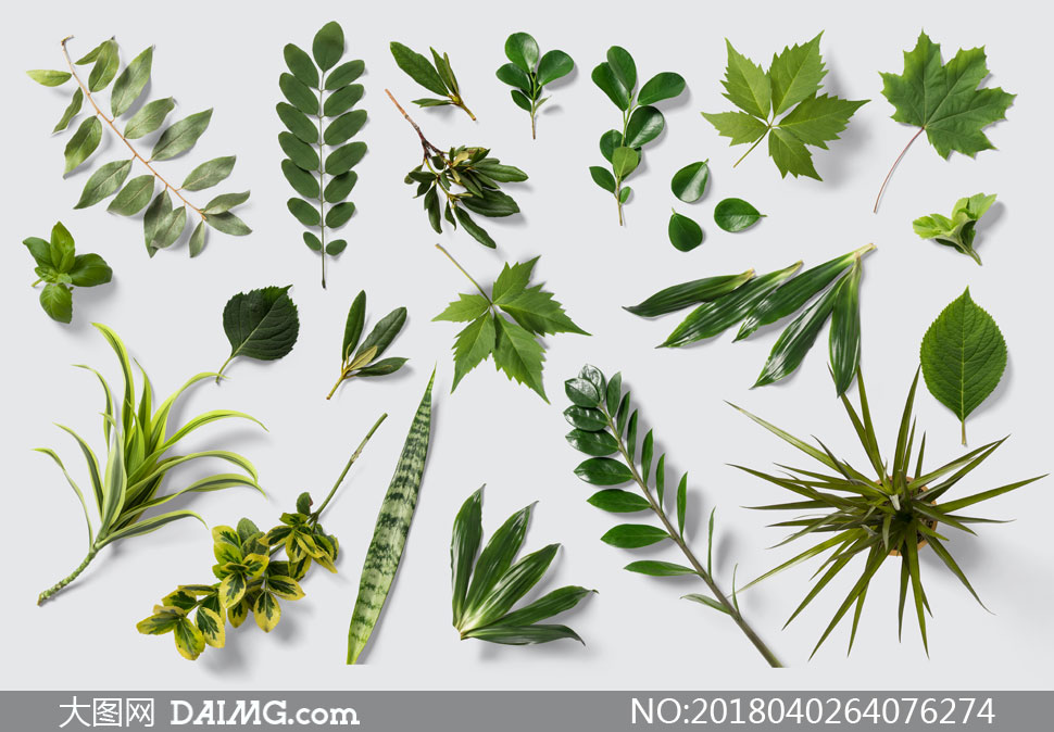 多种植物绿色叶子题psd分层素材