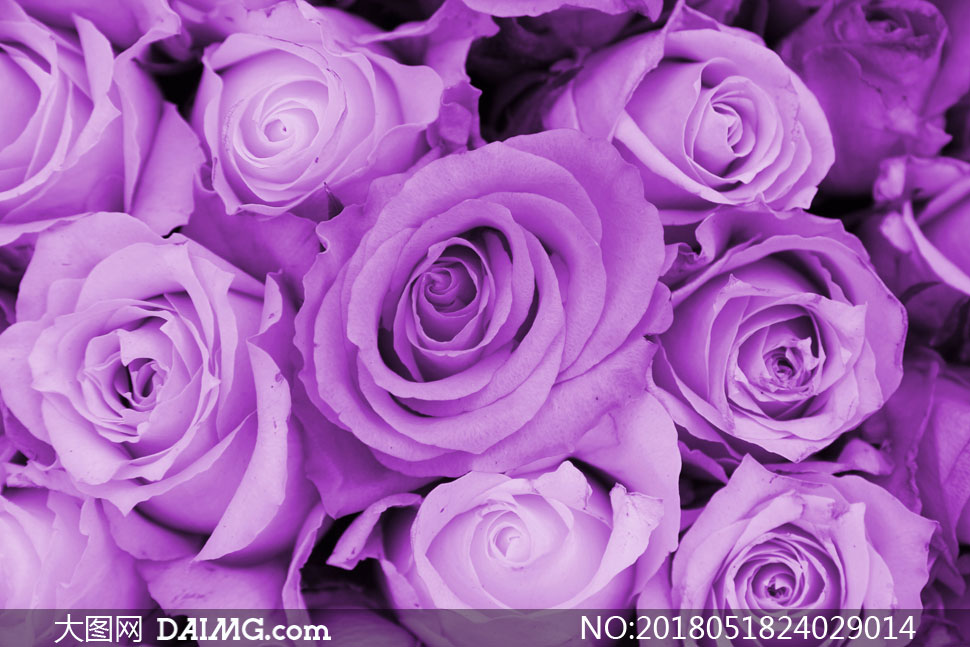 紫色的玫瑰花近景特写摄影高清图片