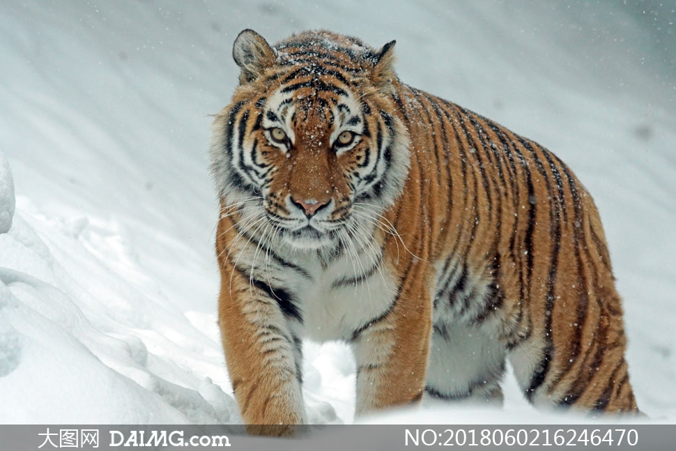 正踏着积雪寻找猎物的老虎高清图片